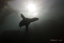 Angel at Dawn, California Sealion, Monterey Bay,
Canon 2... by Dan Blum 